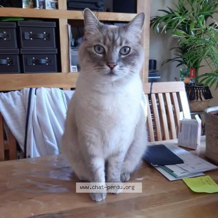 Photo 1/1 Bounty Chat lost in Annecy seynod