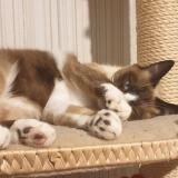 Picture of cat lost at Boussay