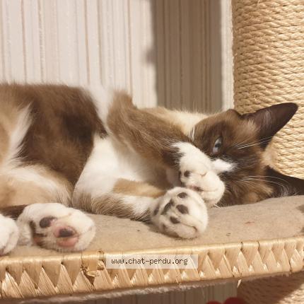 Photo 1/1 Melo Chat lost in Boussay