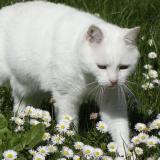 Picture of cat lost at Annet Sur Marne