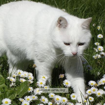 Photo 1/1 Lutin Chat lost in Annet sur marne