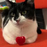 Picture of cat lost at Noiremont