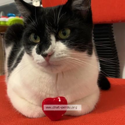 Photo 1/1 Rhapsodie Chat lost in Noiremont