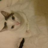 Picture of cat lost at Lille Moulins