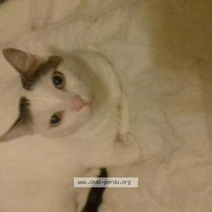 Photo 1/1 Gandhi Chat lost in Lille moulins