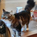 Picture of cat lost at Bandol