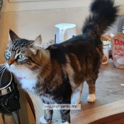 Photo 1/1 Choupette Chat lost in Bandol