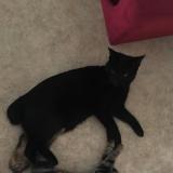 Picture of cat lost at Limoges