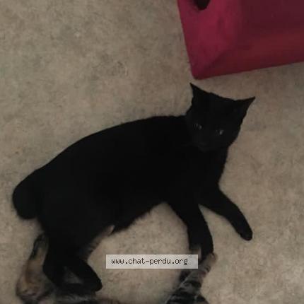 Photo 1/1 Arya Chat lost in Limoges