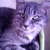 Picture of cat lost at Coulonges Sur Sarthe