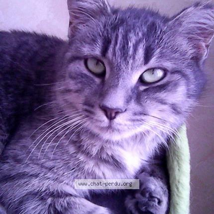 Photo 1/1 Juliette Chat lost in Coulonges sur sarthe