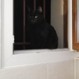 Picture of cat lost at Annecy Le Vieux