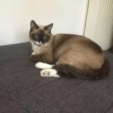 Picture of cat lost at Mont De Marsan