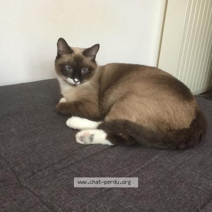 Photo 1/1 Nina Chat lost in Mont de marsan