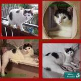 Picture of cat lost at Belbeuf