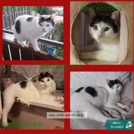 Photo 1/1 PEARL Chat lost in Belbeuf