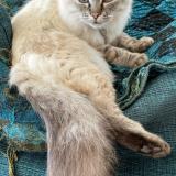 Picture of cat lost at Theix