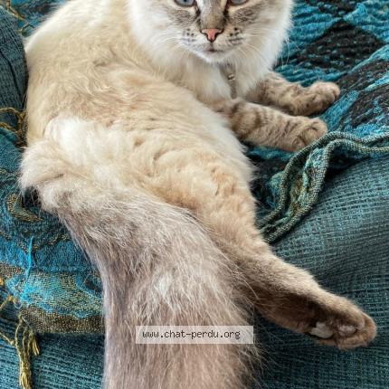 Photo 1/1 MISTIE Chat lost in Theix