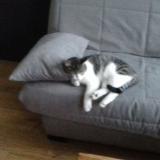 Picture of cat lost at Bruille Saint Amand