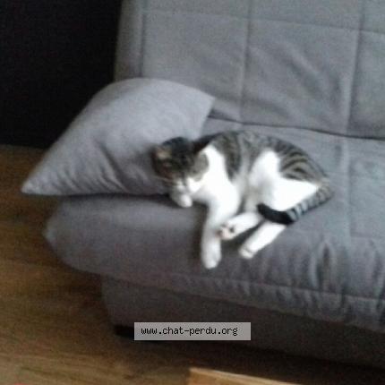 Photo 1/1 Mila Chat lost in Bruille saint amand