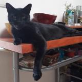 Picture of cat lost at Helchin Belgique