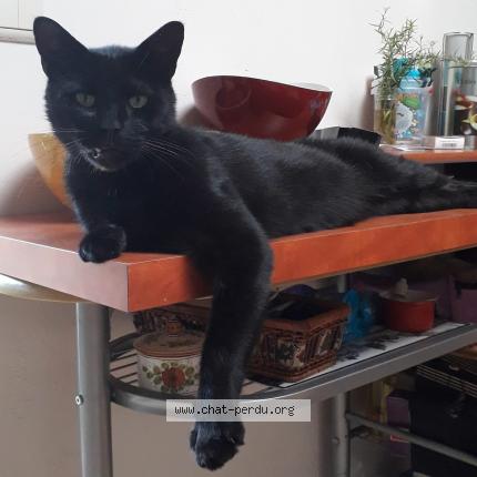 Photo 1/1 Jules Chat lost in Helchin belgique