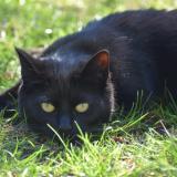 Picture of cat lost at Bourbourg