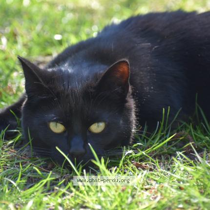 Photo 1/1 Venus Chat lost in Bourbourg