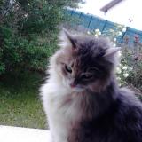 Picture of cat lost at Cessieu