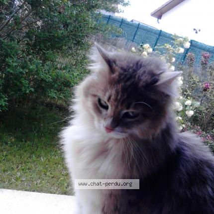 Photo 1/1 griotte Chat lost in Cessieu