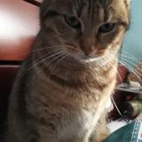 Picture of cat lost at Grivegnee