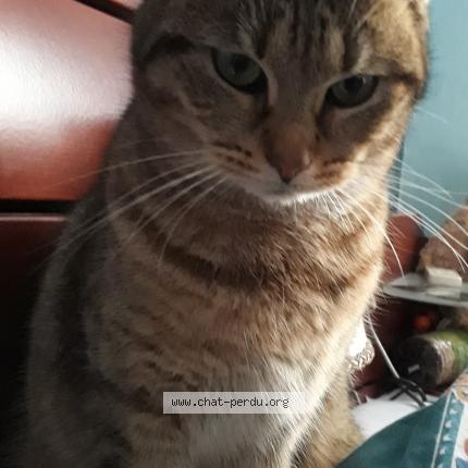 Photo 1/1 Jambiani n'est tjs pas rentr&eacute;e Chat lost in Grivegnee