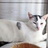 Picture of cat lost at Saint Gaudens