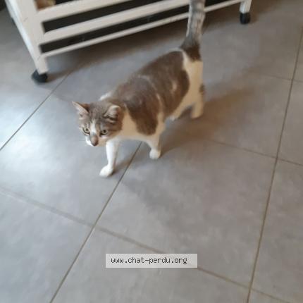 Photo 1/1 LYXIE Chat lost in St julien de l herms