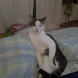 Picture of cat lost at Leyrat