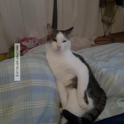 Photo 1/1 Odin Chat lost in Leyrat