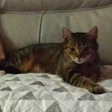 Picture of cat lost at Beuvrages