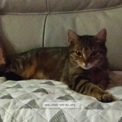 Photo 1/1 PERLE Chat lost in Beuvrages