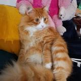 Picture of cat lost at Aytre