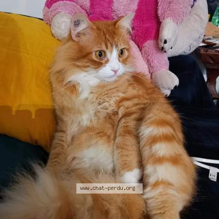 Photo 1/1 Shanks Chat lost in Aytre