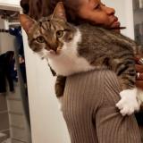 Picture of cat lost at Villemomble