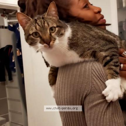 Photo 1/1 Nolan Chat lost in Villemomble