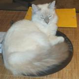 Picture of cat lost at St Lumine De Clisson