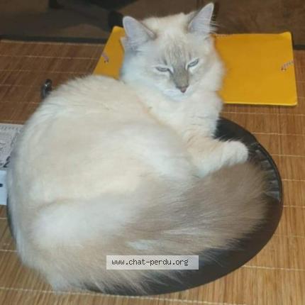 Photo 1/1 Maitika Chat lost in St lumine de clisson