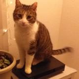 Picture of cat lost at Strasbourg