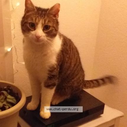 Photo 1/1 Nomnom Chat lost in Strasbourg