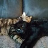 Picture of cat lost at Fourques Sur Garonne