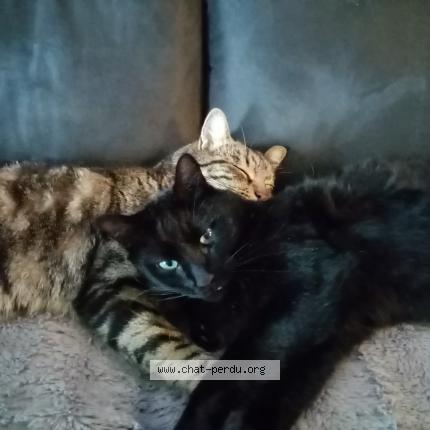 Photo 1/1 Noirot Chat lost in Fourques sur garonne