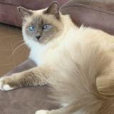 Picture of cat lost at Auxy