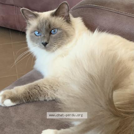 Photo 1/1 oscar Chat lost in Auxy